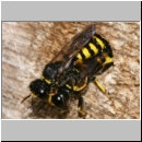 Ectemnius cavifrons - Grabwespe serie08 03 Paarung.jpg